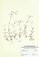 藏品(細葉卷耳)的圖片